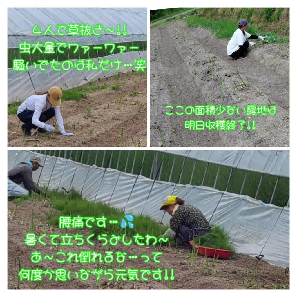 草抜き〜!!