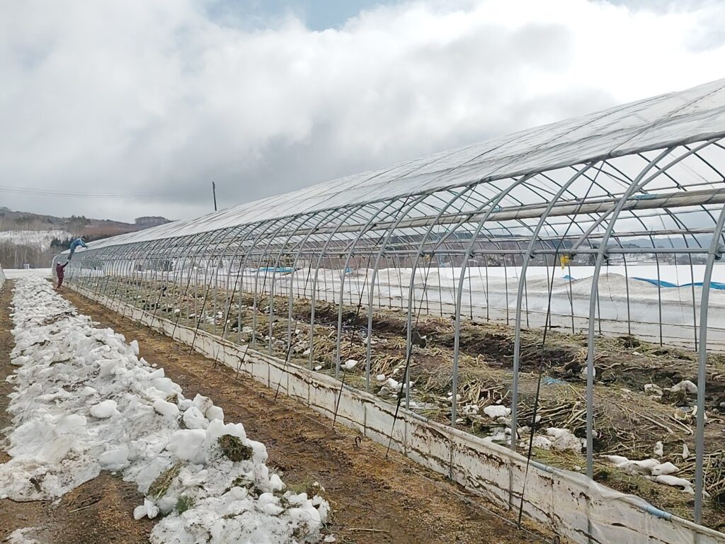 アスパラハウス　ビニール張り